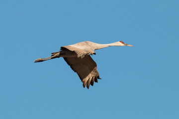 Sandhill crane flying