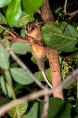 Bare tailed woolly opossum photographed in Guarapari, in Espirito Santo. Southeast of Brazil. Atlantic Forest Biome. Picture made in 2018.