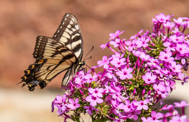 An eastern tiger swallowtail butterfly perched on a bunch of small purple flowers