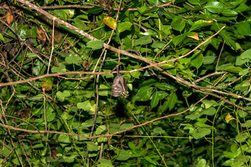 Bat photographed in Espirito Santo. Southeast of Brazil. Atlantic Forest Biome. Picture made in 2018.