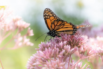 A monarch butterfly feeds on pink flowers in a dreamy meadow