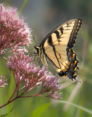 An eastern tiger swallowtail butterfly feeds on a cluster of small pink flowers