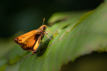 A fiery skipper butterfly pauses for a moment on a broad green leaf