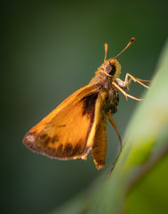 Closeup of a fiery skipper butterfly pausing on a plant in summer