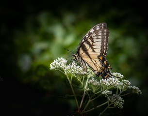 Profile shot of an eastern tiger swallowtail butterfly on a bunch of small white flowers