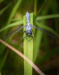 A blue dasher dragonfly stares back in a natural background