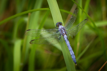 A blue dasher dragonfly resting in a natural background