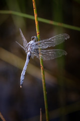 A blue dasher dragonfly holds on to a reed in a natural background