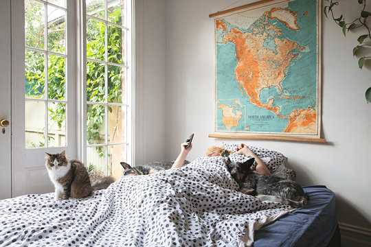 A teenage boy lies in bed on his phone with his cat and 2 pet dogs with vintage school map from 1958 on the wall