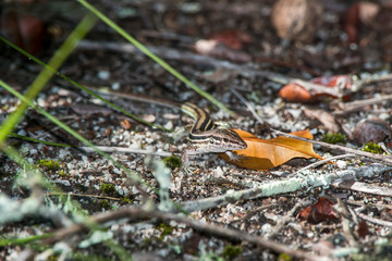 Linhares whiptails photographed in Espirito Santo. Southeast of Brazil. Atlantic Forest Biome. Picture made in 2018.