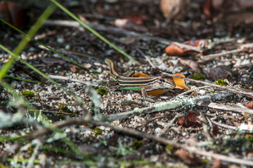 Linhares whiptails photographed in Espirito Santo. Southeast of Brazil. Atlantic Forest Biome. Picture made in 2018.