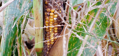 corn husk in the field