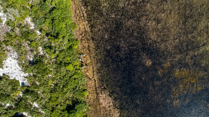 Obraz na płótnie Canvas Open of Clusia photographed in Espirito Santo. Southeast of Brazil. Atlantic Forest Biome. Picture made in 2018.