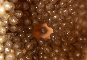 Macro photography to a fresh papaya seeds. Fruit and texture concept 