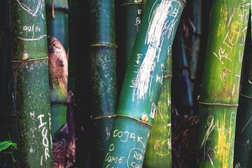 Bambu da Aamazônia - obrazy, fototapety, plakaty