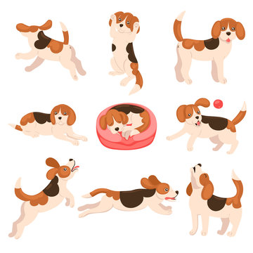 Set of beagle puppies isolate on a white background. Vector graphics.