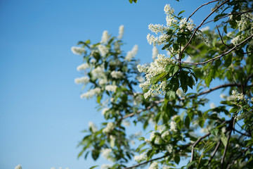 Blossom tree branches on sky blue background