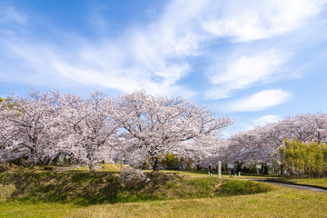 満開の桜