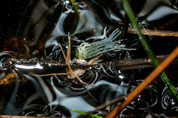 Spider photographed in Guarapari, in Espirito Santo. Southeast of Brazil. Atlantic Forest Biome. Picture made in 2018.