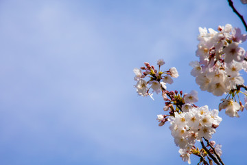 桜と青空
