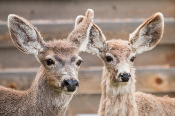 Fototapeta premium Mule deer