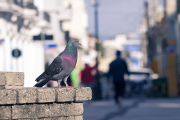 black and gray (columba livia domestica ) pigeon bird standing with colorful blurred background walls
