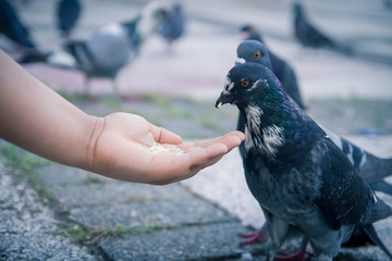 black and white (columba livia domestica ) pigeon bird feeding in hand standing blurred background