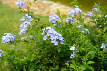 Imperial Blue Cape Plumbago
