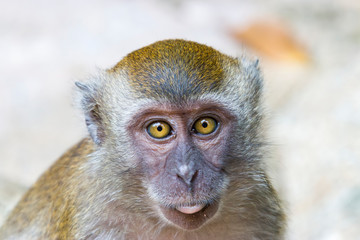 The crab-eating macaque (Macaca fascicularis) in Singapore
A cercopithecine primate native to Southeast Asia 
It has a long history alongside humans, more recently, the subject of medical experiments.