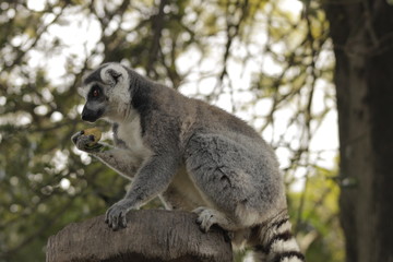 Lemur
