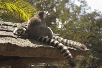 Lemures