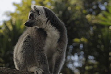 Lemur