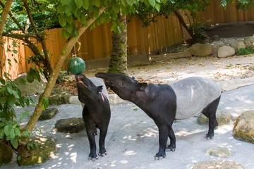 The Malayan tapir (Tapirus indicus) is taking food from the hanging ball sharp container. This is...