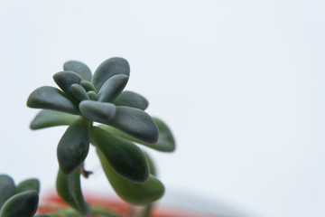 Obraz premium Macro photography to a green succulent plant into an orange flower pot. Interior design and natural concept
