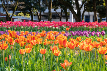 Fototapeta premium チューリップ