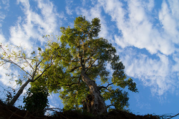 summer sky and clouds landscape with isolated tree in foreground