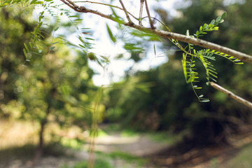 green leaves in the forest