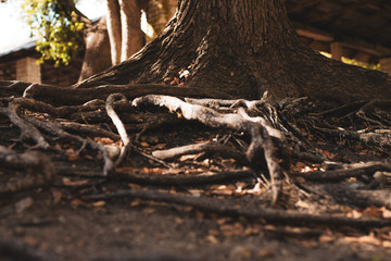 roots of a tree