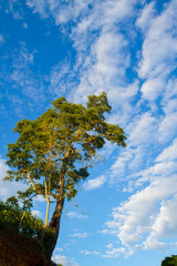 Obraz premium summer sky and clouds landscape with isolated tree in foreground