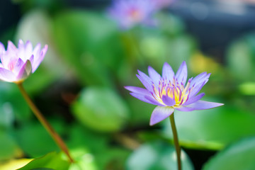 Selective focus of beautiful colorful flowers with summer bokeh background.vintage color style.