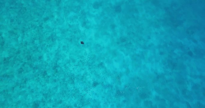 Aerial high shot of a manta ray swimming on turquoise clear waters in the Maldives.