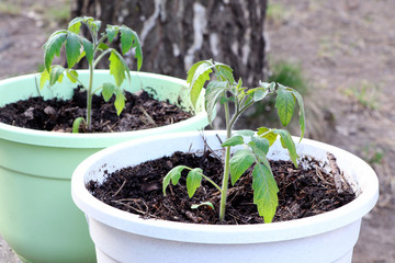 Young plant of tomatoes. Tomato seedlings in a pot. Gardening. Growing tomatoes. Young sprout. Seeding tomato.