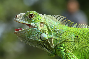 green iguana