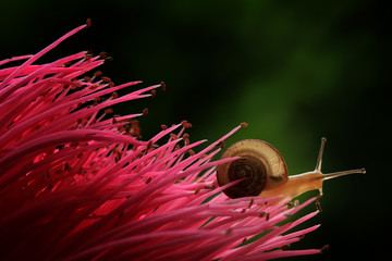snail on a flower © abdul gapur dayak