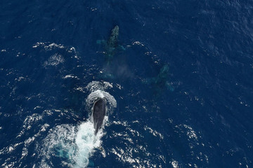 Humpback Whale photographed in Burarama, in Espirito Santo. Southeast of Brazil. Atlantic Forest Biome. Picture made in 2018.