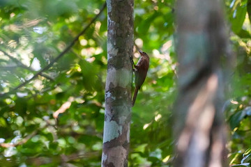 Obraz premium Buff throated Woodcreeper photographed in Linhares, North of Espirito Santo. Southeast of Brazil. Atlantic Forest Biome. Picture made in 2018.
