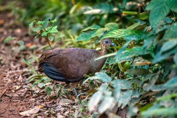 Solitary Tinamou photographed in Linhares, North of Espirito Santo. Southeast of Brazil. Atlantic Forest Biome. Picture made in 2018.