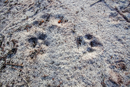 Puma footsprints photographed in Linhares, North of Espirito Santo. Southeast of Brazil. Atlantic Forest Biome. Picture made in 2018.