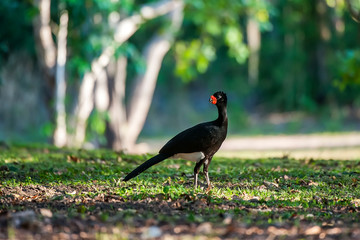 Male Red billed Curassow photographed in Linhares, North of Espirito Santo. Southeast of Brazil. Atlantic Forest Biome. Picture made in 2018.