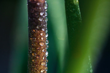 spring flowers primroses in the forest in the forest